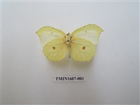 藏品(臺灣鉤粉蝶)的圖片